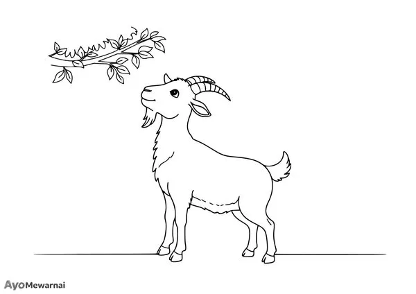 Gambar Mewarnai Kambing Makan Daun