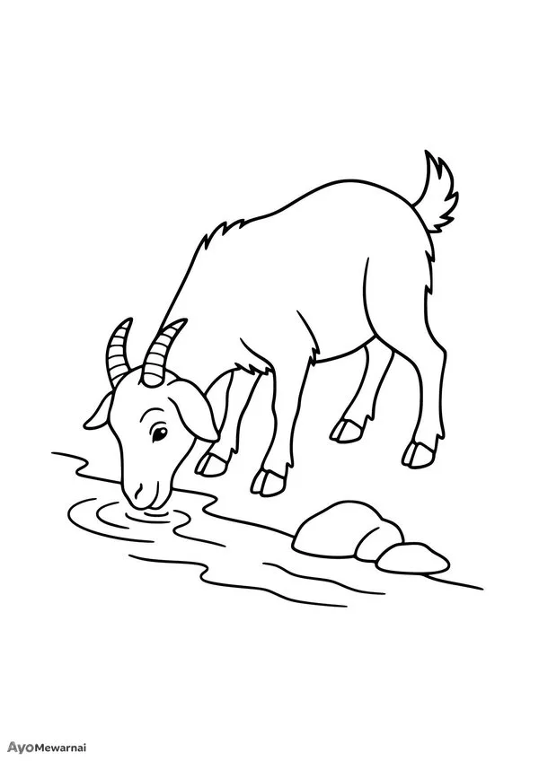 Gambar Mewarnai Kambing Minum Air