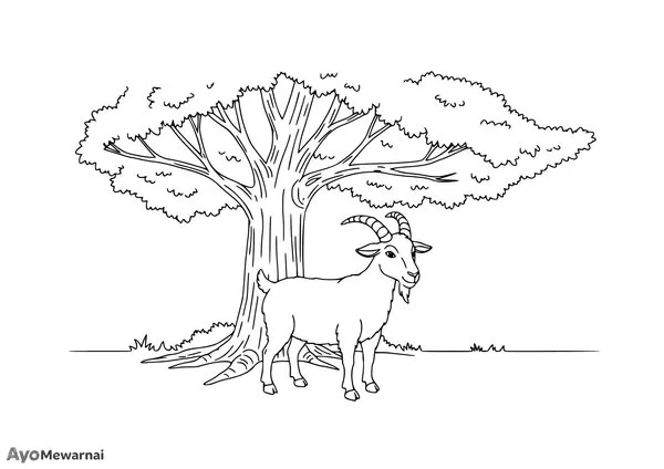 Gambar Mewarnai Kambing di Bawah Pohon