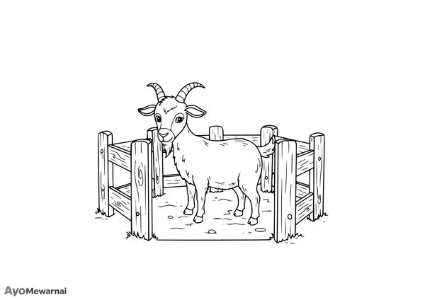 Gambar Mewarnai Kambing di Kandang