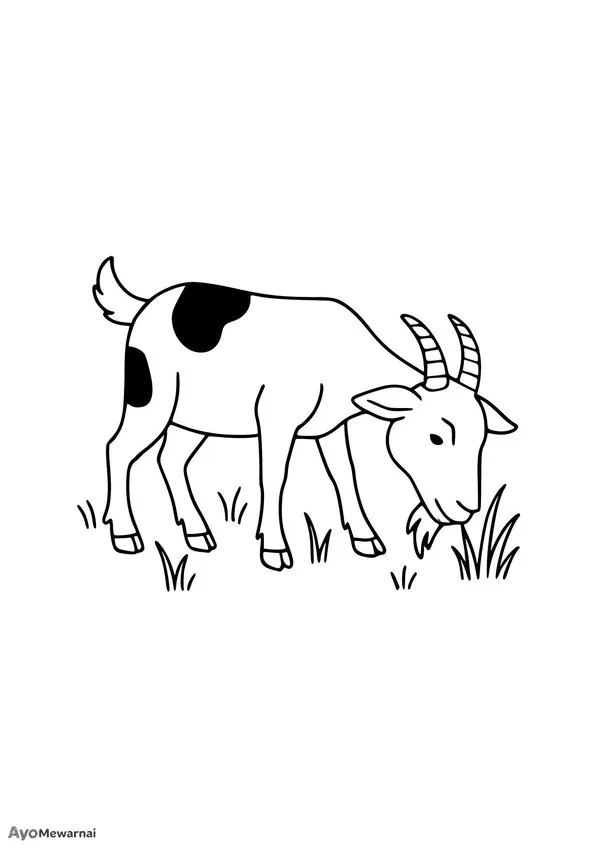Gambar Mewarnai Kambing di Padang Rumput