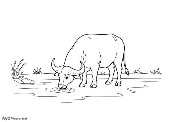 Gambar Mewarnai Kerbau Minum Air