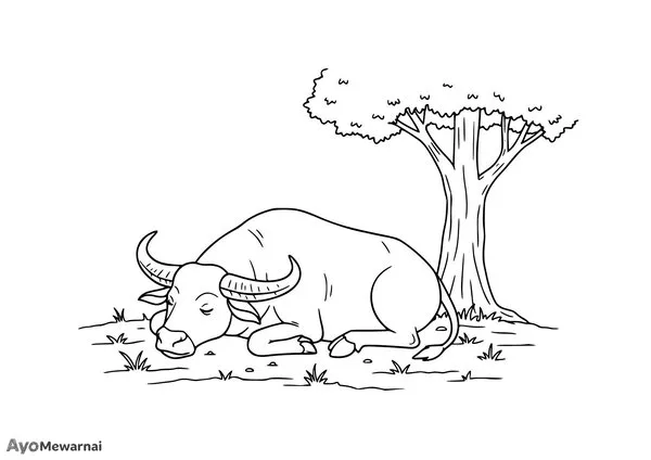 Gambar Mewarnai Kerbau Tidur Siang