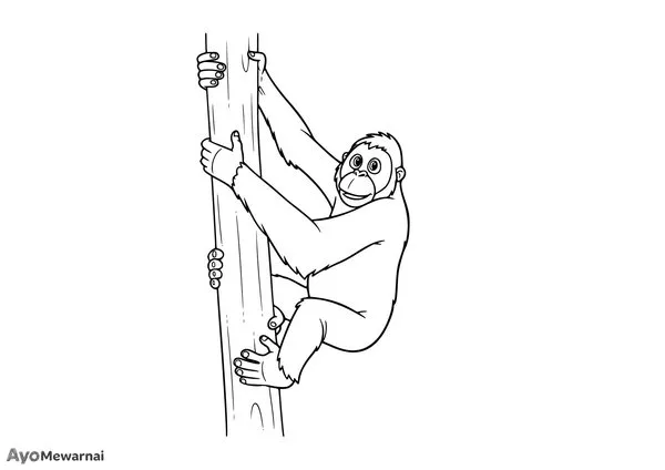 Gambar Mewarnai Orangutan Memanjat Pohon